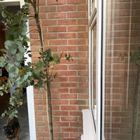 Brick Coating