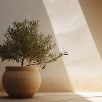 plant pot in sherbourne